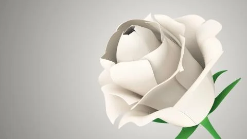 Close-up View of White Rose on gradient background. Stock Illustration
