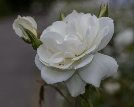 Close up view of white roses Stock Photos