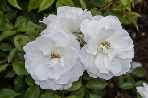 Close up view of white roses 写真素材
