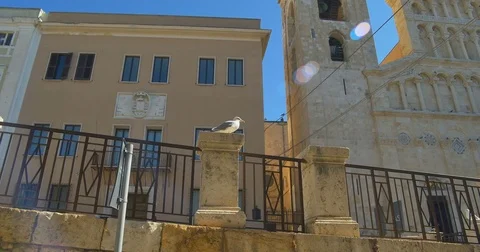 Close-up view of white seagull sitting on top and looking around. Bird fly away Video stock 81763871