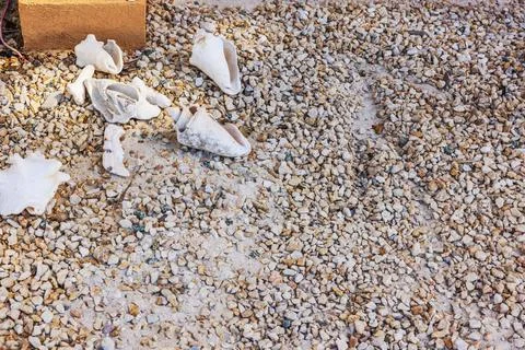 Close up view of white seashells lying on gravel ground. Aruba. Stock Photos