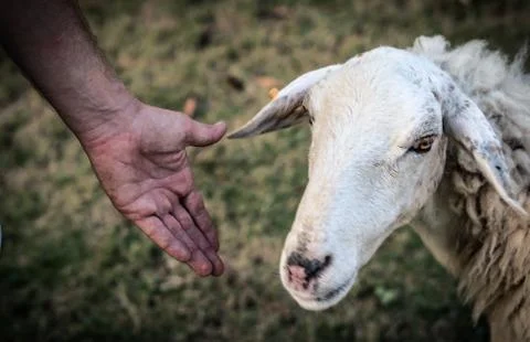 Close up view white sheep lamb with orange farm tag in ear and man hand palm Stock Photos