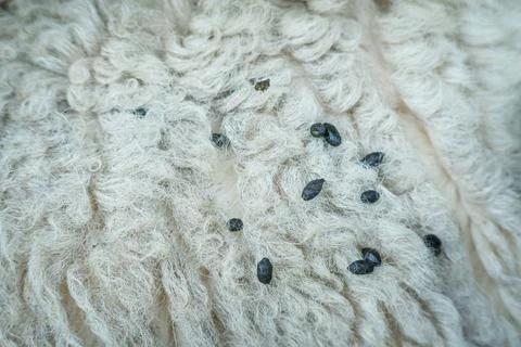 Close-up view of white sheep wool scattered with goat droppings Stock Photos