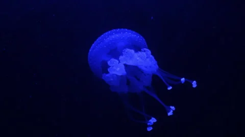 Close up view on white spotted jellyfish float in the ocean. Bluish white Stock Footage 259738993