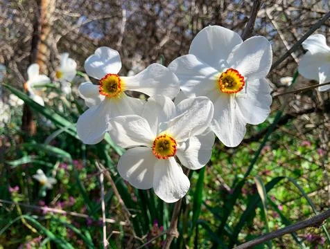 Close up view of white spring daffodils. Beautiful narcissus flowers  Stock Photos