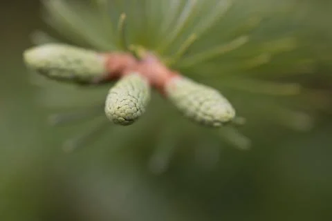 Close View of White Spruce Stock Photos