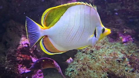 Close view of a white surgeon fish  Stock Footage 294355536