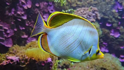 Close view of a white surgeon fish  Stock Footage 296842185