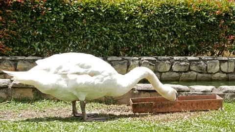Close-up view of the white swan having it's meal. Видео 127102720