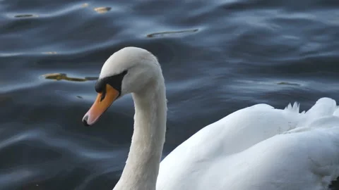 A close up view of a white swan’s head. Stock Footage 119384652