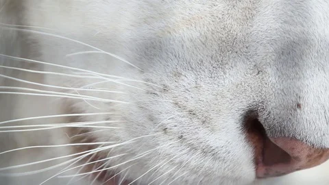 Close-up view of white tiger muzzle. Stock Footage 86561909