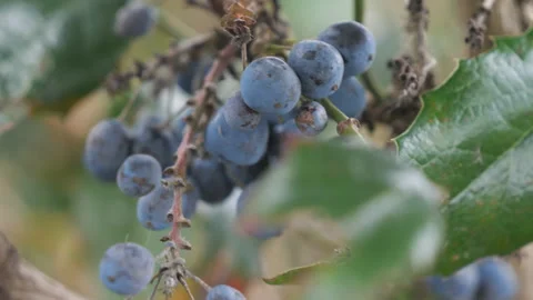 A close up view of wild berries. Stock Footage 159887112