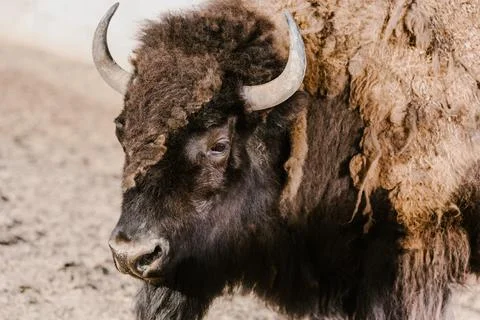 Close view wild bison zoo Stock Photos