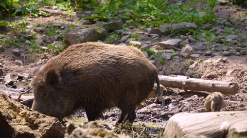 Close view of wild boar Stock Footage 260522822