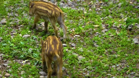 Close up view of Wild boar piglets Stock Footage 277532241