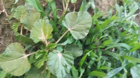 Close Up View of Wild Broadleaf Field Weeds and Thick Stems Foto stock