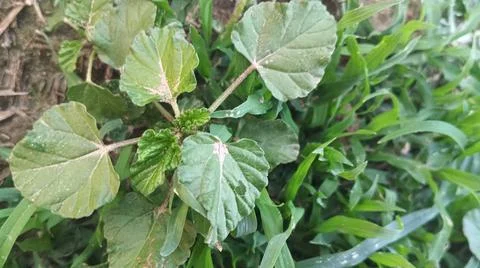 Close Up View of Wild Broadleaf Field Weeds and Thick Stems Foto stock