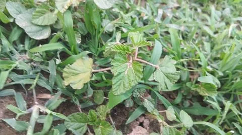 Close Up View of Wild Broadleaf Field Weeds and Thick Stems Foto stock