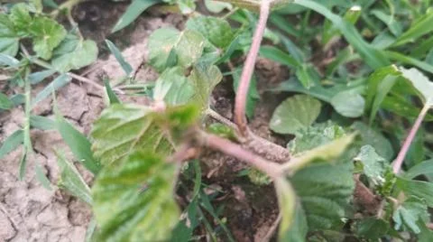 Close Up View of Wild Broadleaf Field Weeds and Thick Stems Foto stock