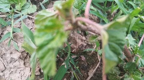 Close Up View of Wild Broadleaf Field Weeds and Thick Stems Foto stock