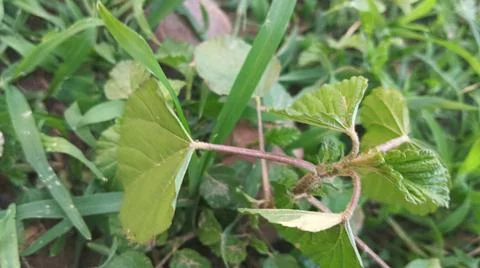Close Up View of Wild Broadleaf Field Weeds and Thick Stems Foto stock