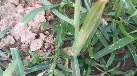 Close Up View of Wild Broadleaf Field Weeds and Thick Stems Foto stock
