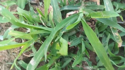 Close Up View of Wild Broadleaf Field Weeds and Thick Stems Foto stock