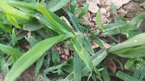 Close Up View of Wild Broadleaf Field Weeds and Thick Stems Foto stock