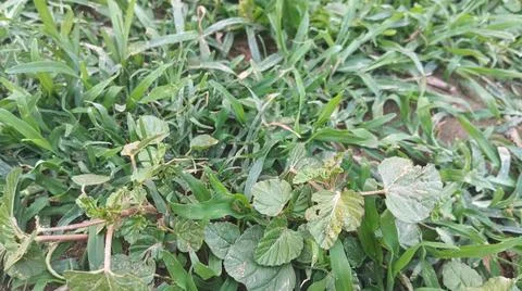 Close Up View of Wild Broadleaf Field Weeds and Thick Stems Foto stock