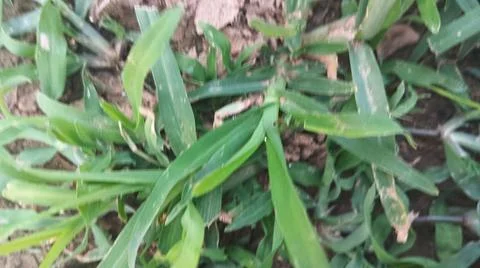 Close Up View of Wild Broadleaf Field Weeds and Thick Stems Foto stock