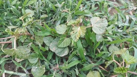 Close Up View of Wild Broadleaf Field Weeds and Thick Stems Foto stock
