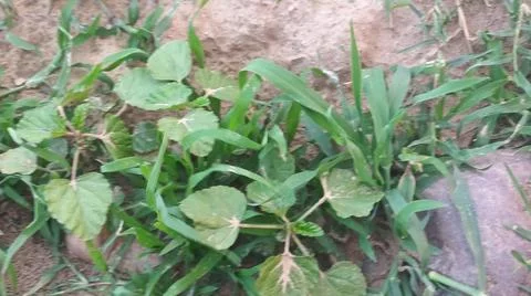 Close Up View of Wild Broadleaf Weeds and Field Grass 스톡 사진