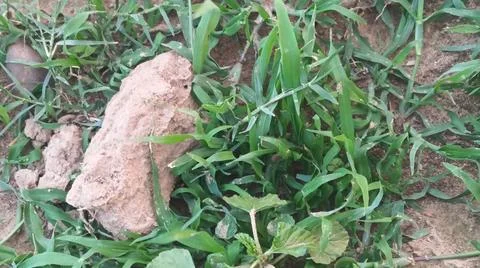 Close Up View of Wild Broadleaf Weeds and Field Grass Stock-Fotos