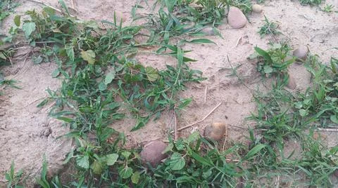 Close Up View of Wild Broadleaf Weeds and Field Grass Stock-Fotos