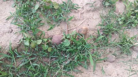Close Up View of Wild Broadleaf Weeds and Field Grass Stock-Fotos