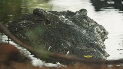 Close up view of a wild crocodile with its snout above the water Vídeo Stock 342640948