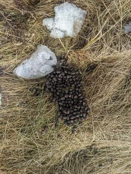 Close-Up View of Wild Deer Droppings Pellet Scat on Dry Winter Grass Stock Photos