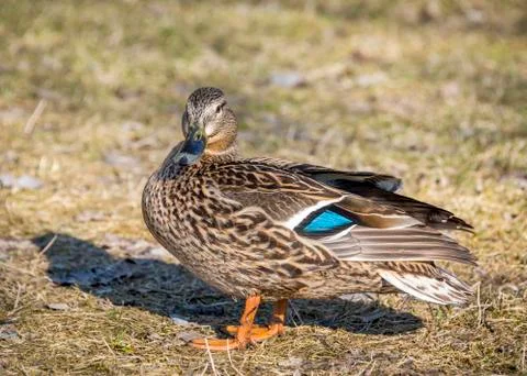 Close-up view of a wild duck Stock Photos