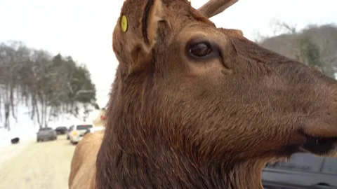 Close up view of a wild Elk in Canada Stock Footage 147405385