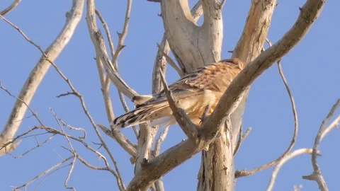 Close up view of wild falcon on tree Stock Footage 92902246