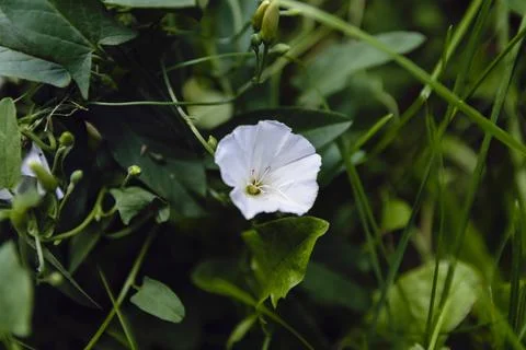 Close-up view of a wild field bindweed white flower blooming in green grass Stock Photos