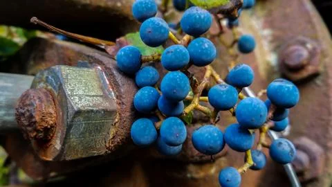Close up view of the wild grapes on the background with rusty metal Stock Photos