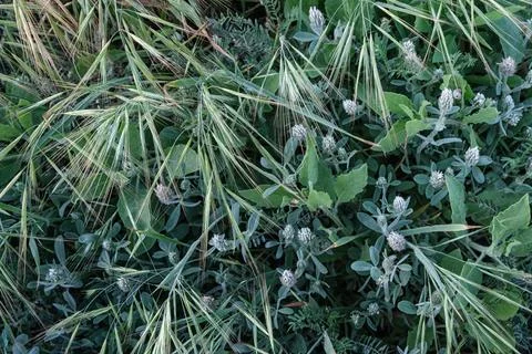 Close-up View of Wild Grass and Clover in Spring Field Stock Photos