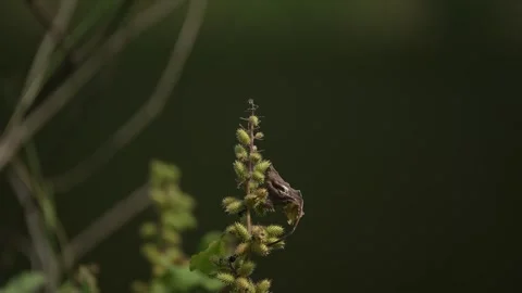 Close up view of wild grass with the blurry background Video stock 262293332