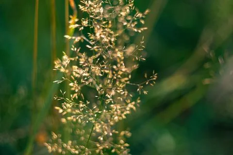 Close-up view of wild grass seed heads illuminated by warm sunlight in a mead Stock Photos