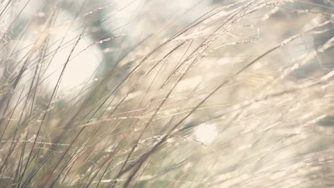 Close-up view of wild grasses gently swaying in a light breeze. Instagram colors Stock Footage 151949959