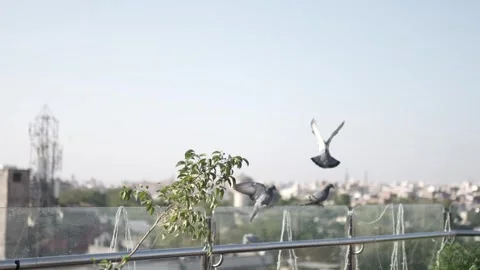 Close-up view of A wild gray blue pigeon bird Stock Footage 271119640