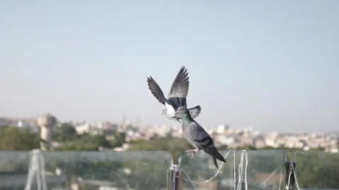 Close-up view of A wild gray blue pigeon bird Stock Footage 271119742