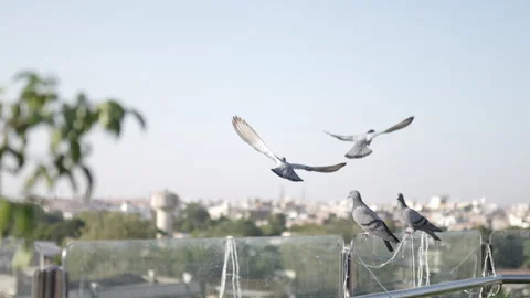 Close-up view of A wild gray blue pigeon bird Stock Footage 271119748