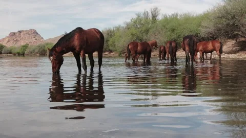 Close Up View Of Wild Horses Drinking From The Salt River In Arizona Spring Time 库存影片 331313641